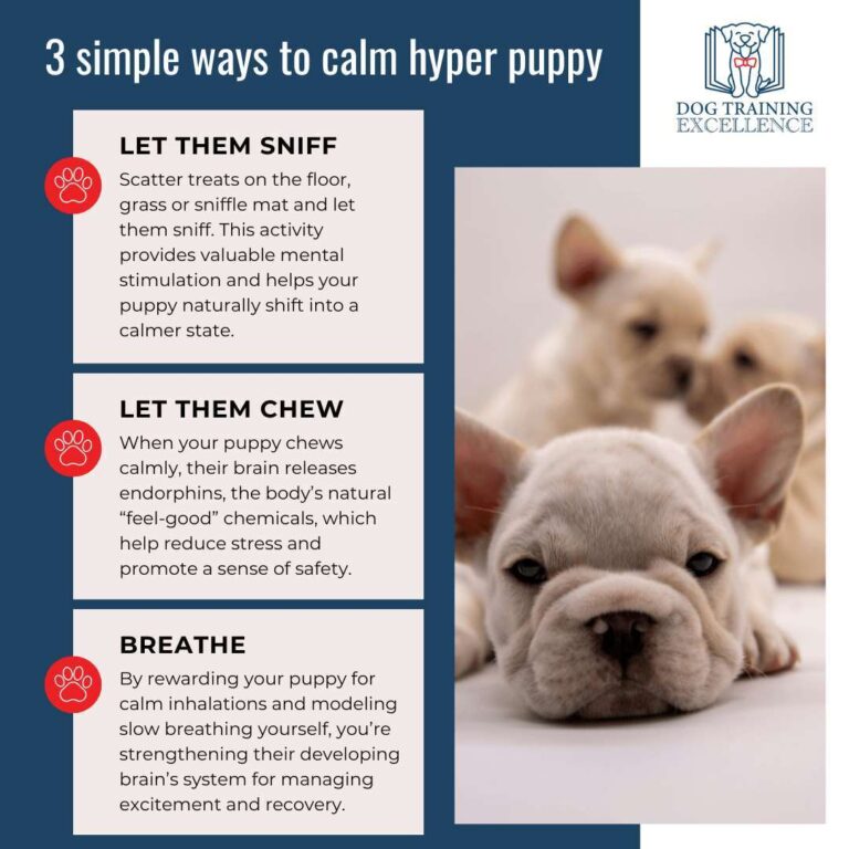 How To Calm A Hyper Puppy Naturally