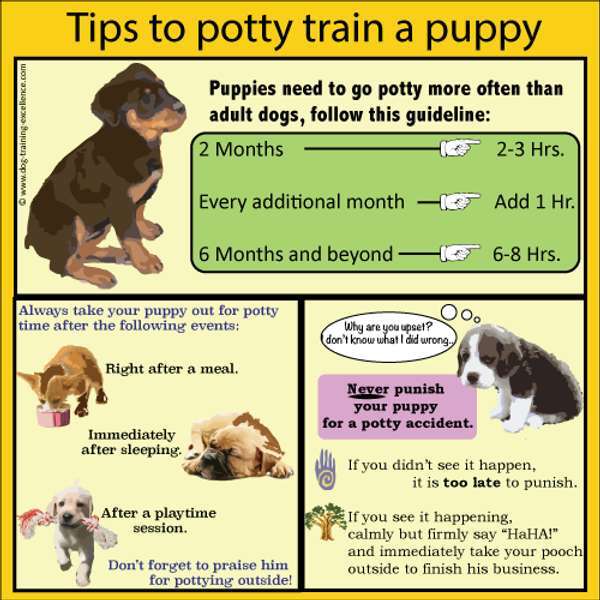 How To Potty Train A Puppy At Home