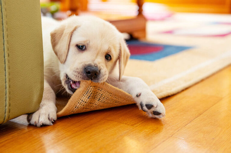 How To Stop A Puppy From Chewing Furniture