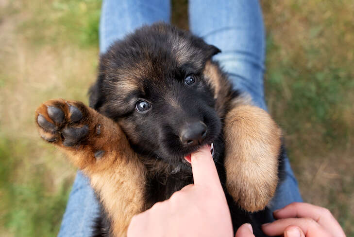 How To Stop Puppy From Biting Hands