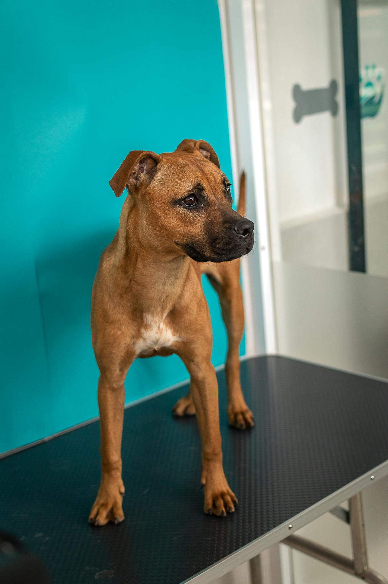 A brown dog on a vet table with a blue background, ready for a check-up.