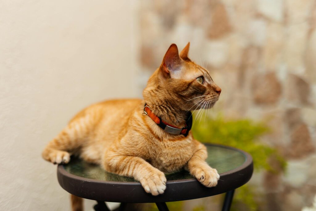 A calm orange tabby cat with a collar lounging on a glass table with a blurred stone background.