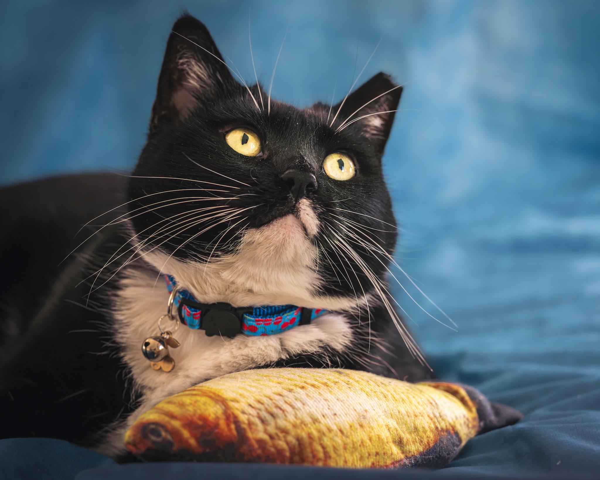 Adorable black and white cat wearing a collar, resting with a fish-shaped toy on a blue background.