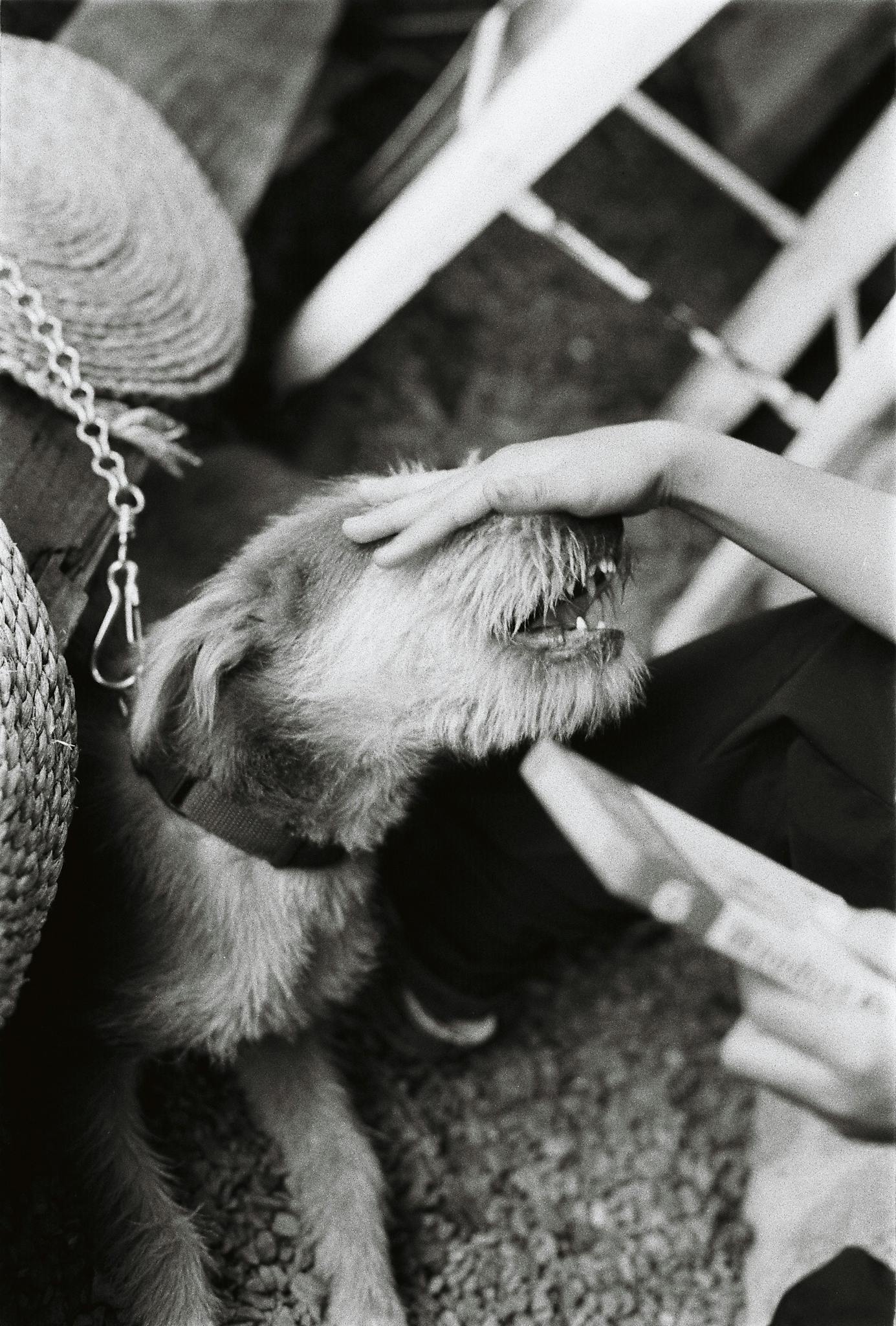 Black and white image of a dog being petted outdoors. Captured in classic style.