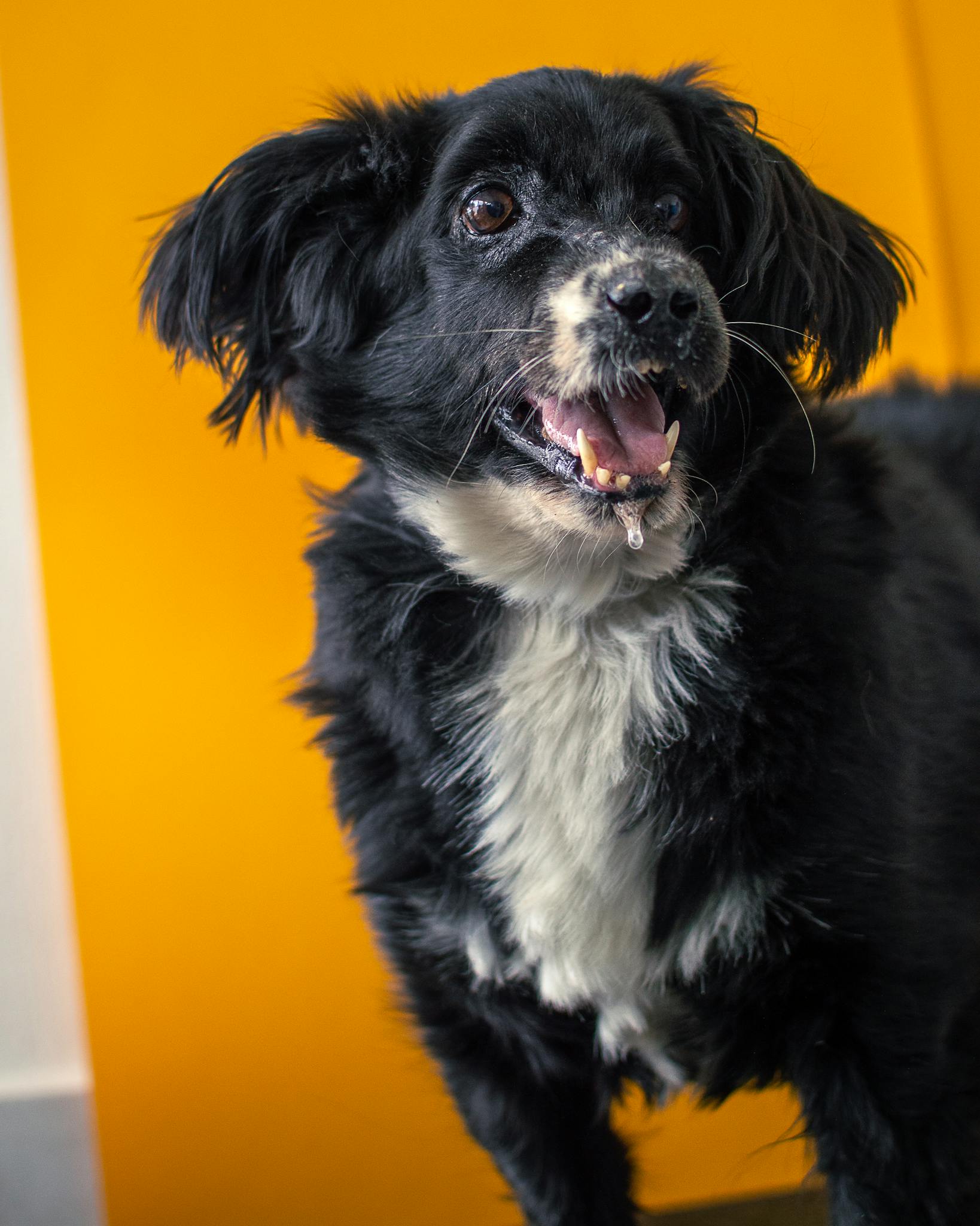 Charming black and white dog drooling against a bright yellow backdrop, perfect for pet-themed content.