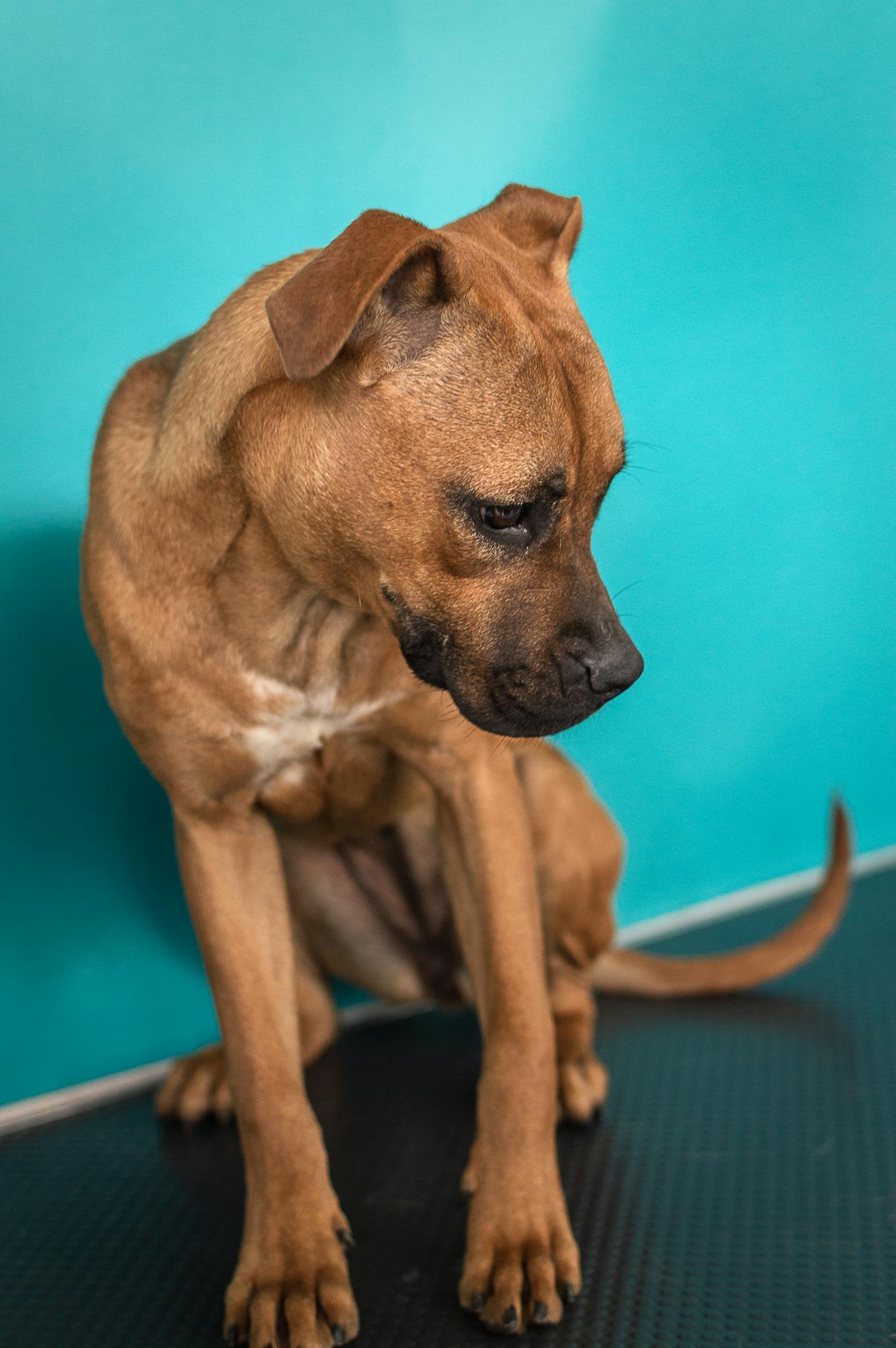 Close-up of a brown dog sitting with a teal backdrop. Ideal pet portrait.