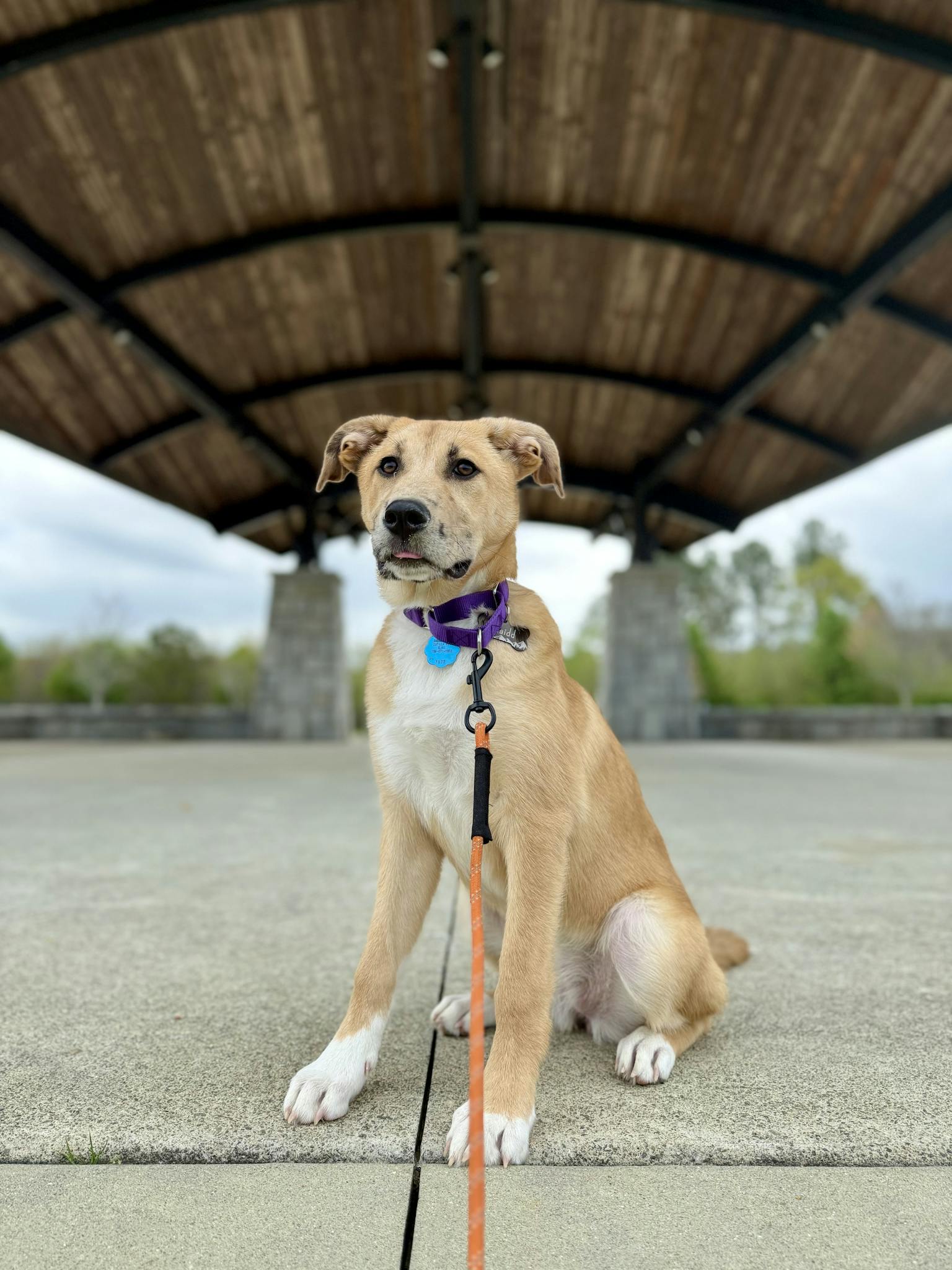 Cute mixed-breed puppy with leash sitting outdoors under a pavilion, ready for a walk.