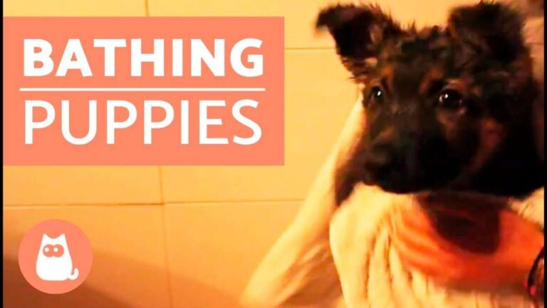 How To Bathe A Puppy For The First Time