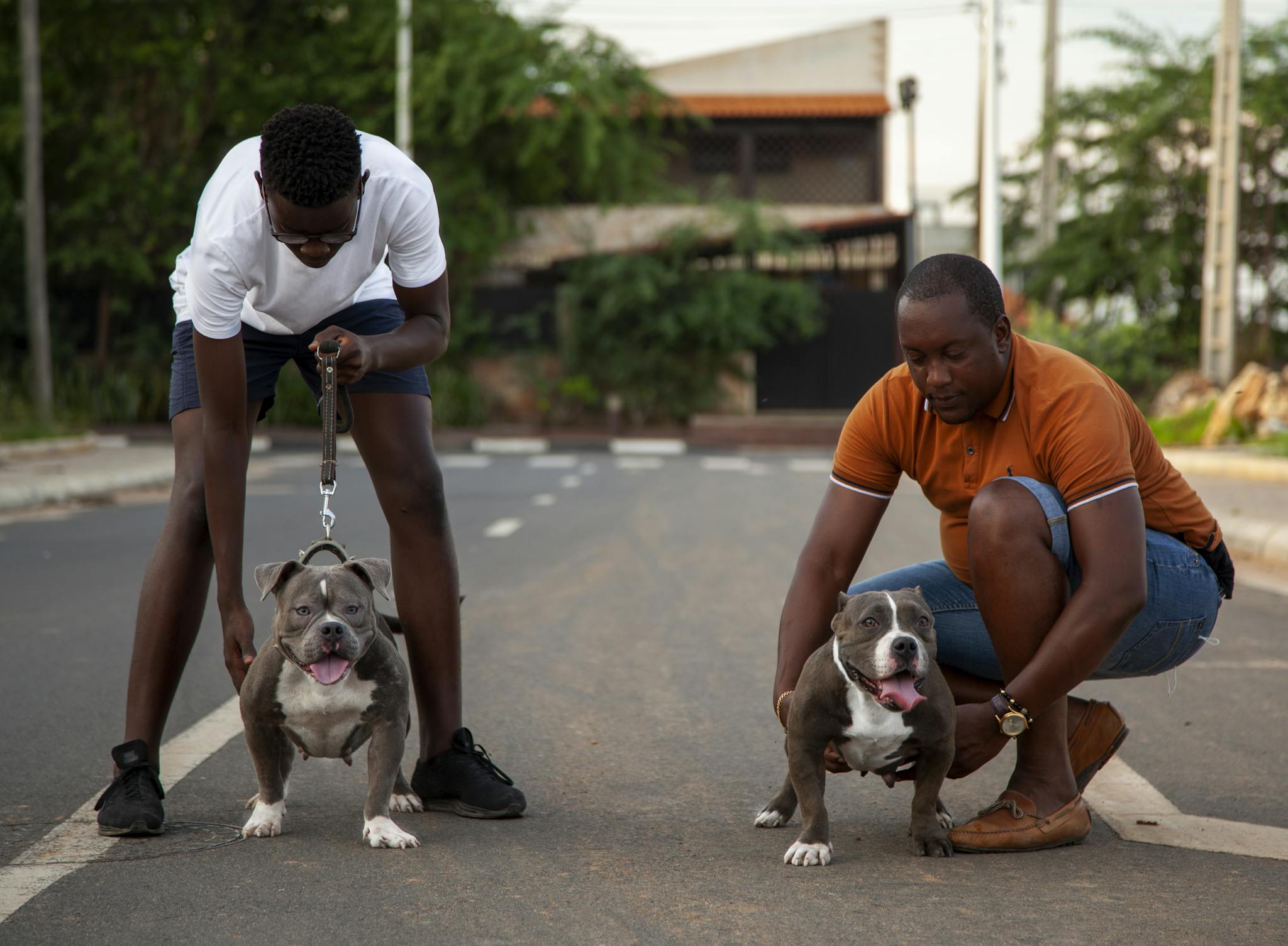 Two men walking muscular pitbull dogs on an urban street, showcasing companionship and outdoor activity.