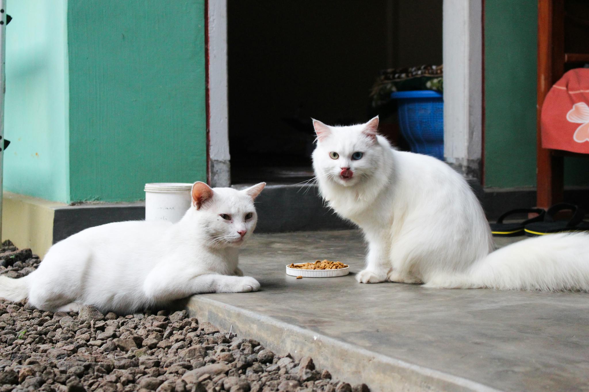Two white cats enjoying a meal on a rustic outdoor porch in Jawa Timur, Indonesia.