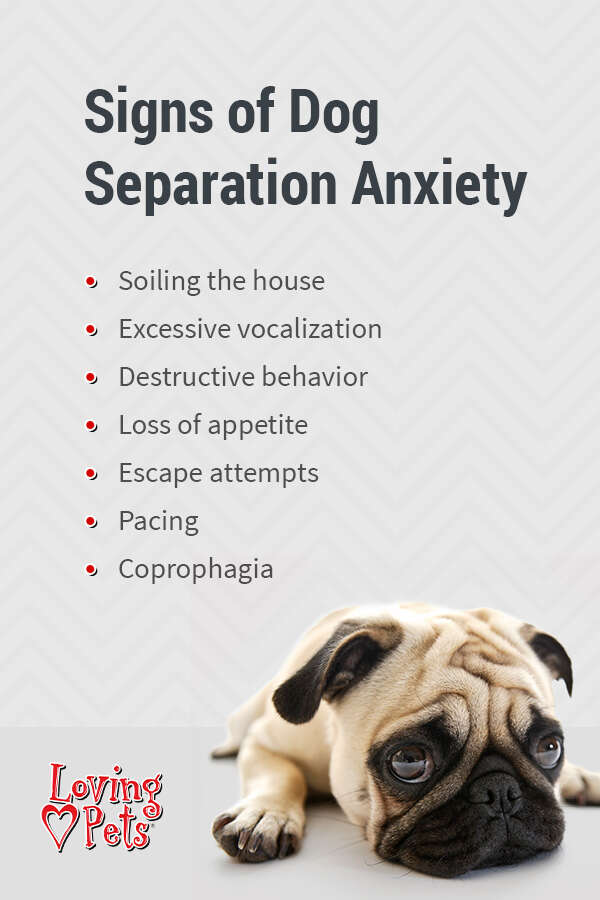 How To Deal With Puppy Separation Anxiety
