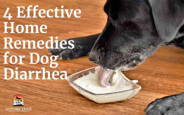 How To Manage Dog Diarrhea Naturally