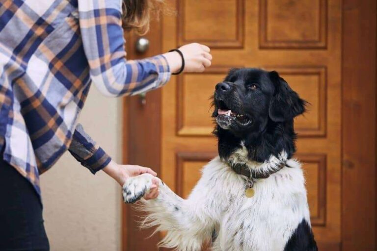 How To Encourage Good Behavior In Dogs