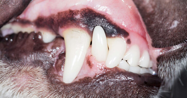 How To Know If Dog Is Dehydrated