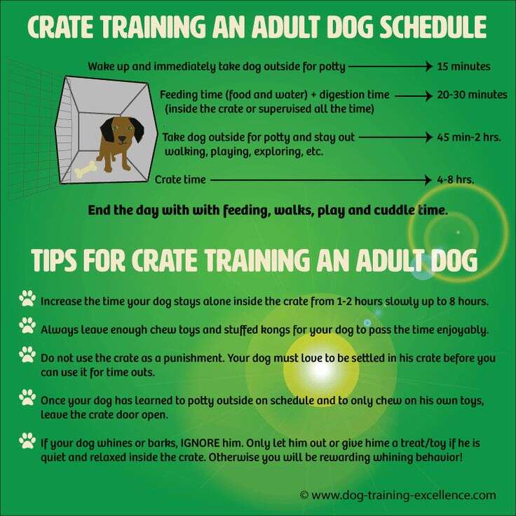 How To Crate Train An Adult Dog