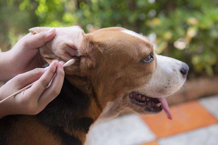 How To Clean Dog Ears At Home