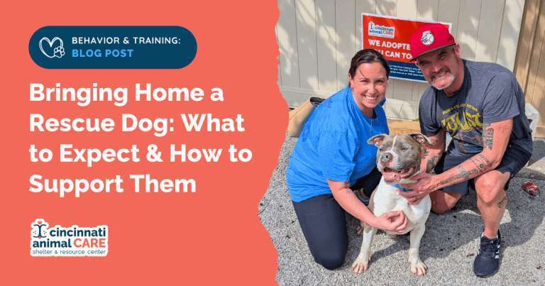 How To Care For A Rescue Dog At Home