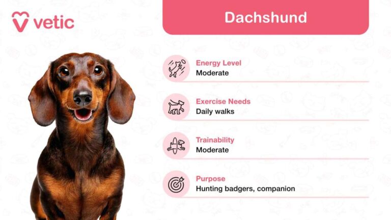 How To Manage Dog Energy Levels Daily