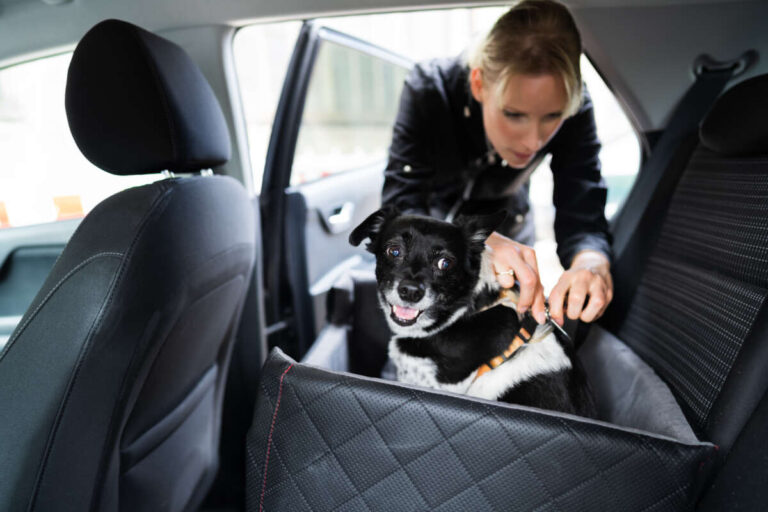 How To Travel With Dog Safely By Car