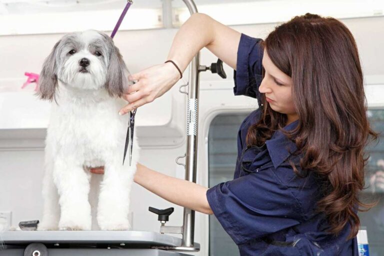 How To Train Dog To Accept Grooming
