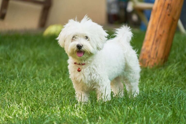 How To Be A Responsible Dog Owner Beginner