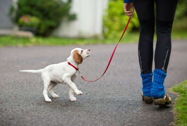 How To Leash Train A Puppy Without Pulling