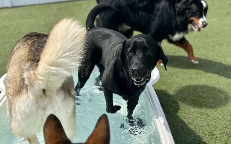 How To Build Confidence In Shy Dogs