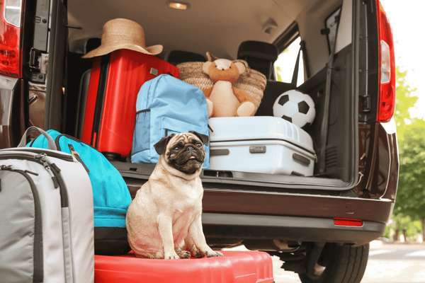How To Keep Dog Calm During Travel