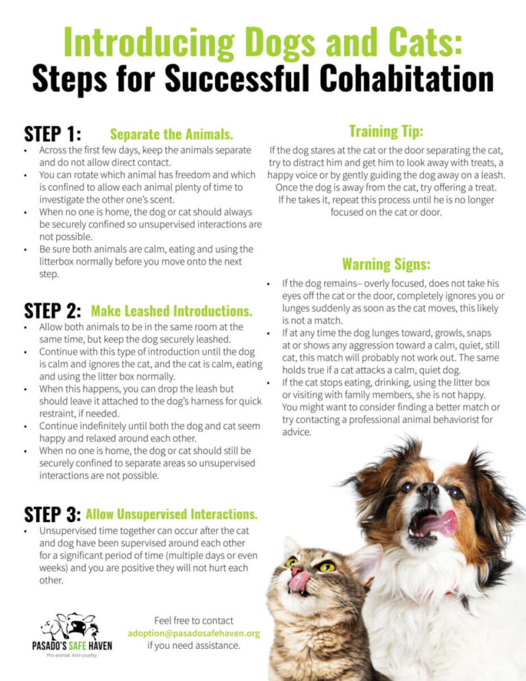 How To Introduce A New Dog To Cats