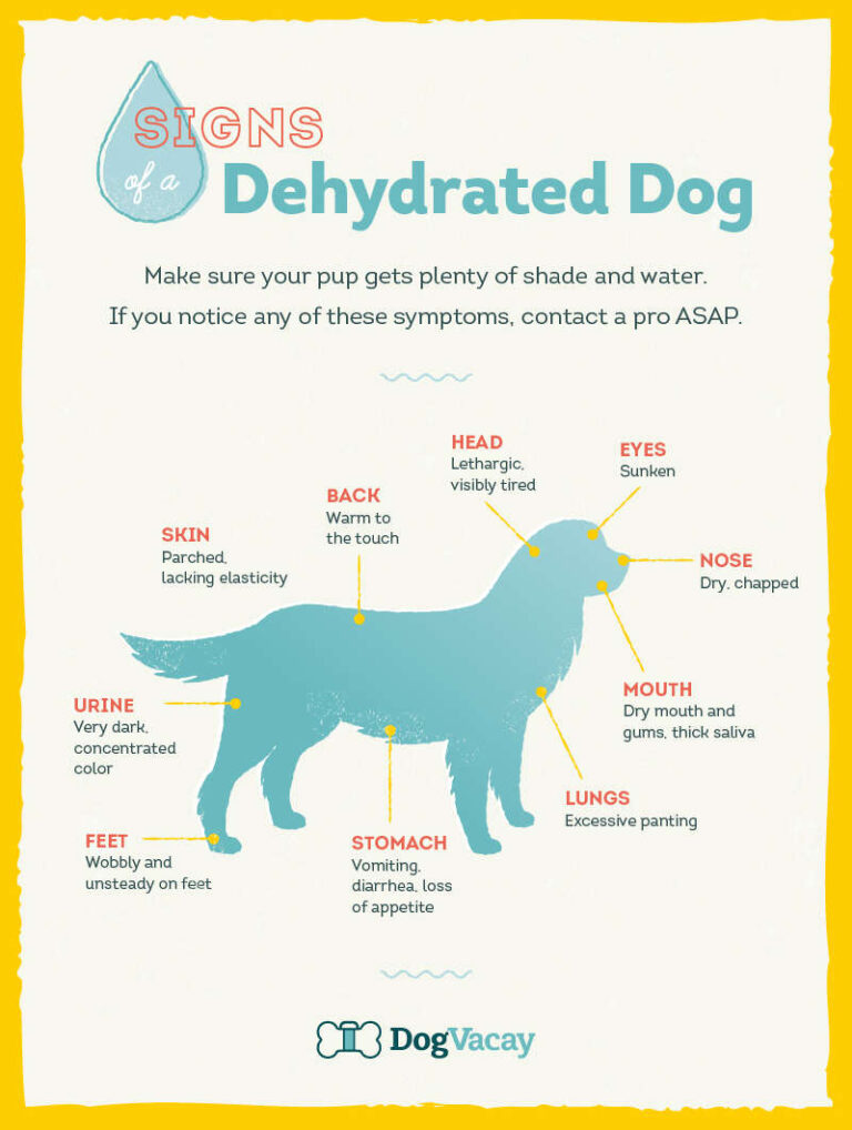 How To Keep Dog Hydrated In Hot Weather