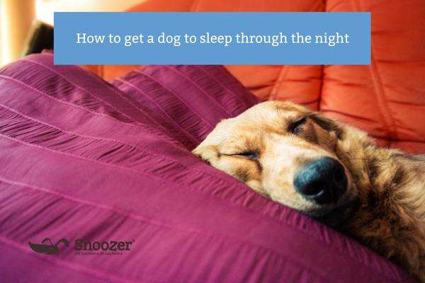 How To Help Dog Sleep Through Night