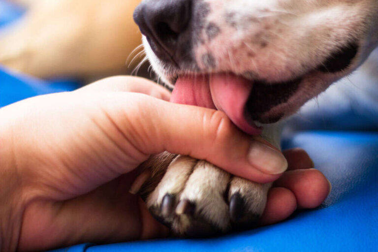 How To Stop Dog From Licking Paws