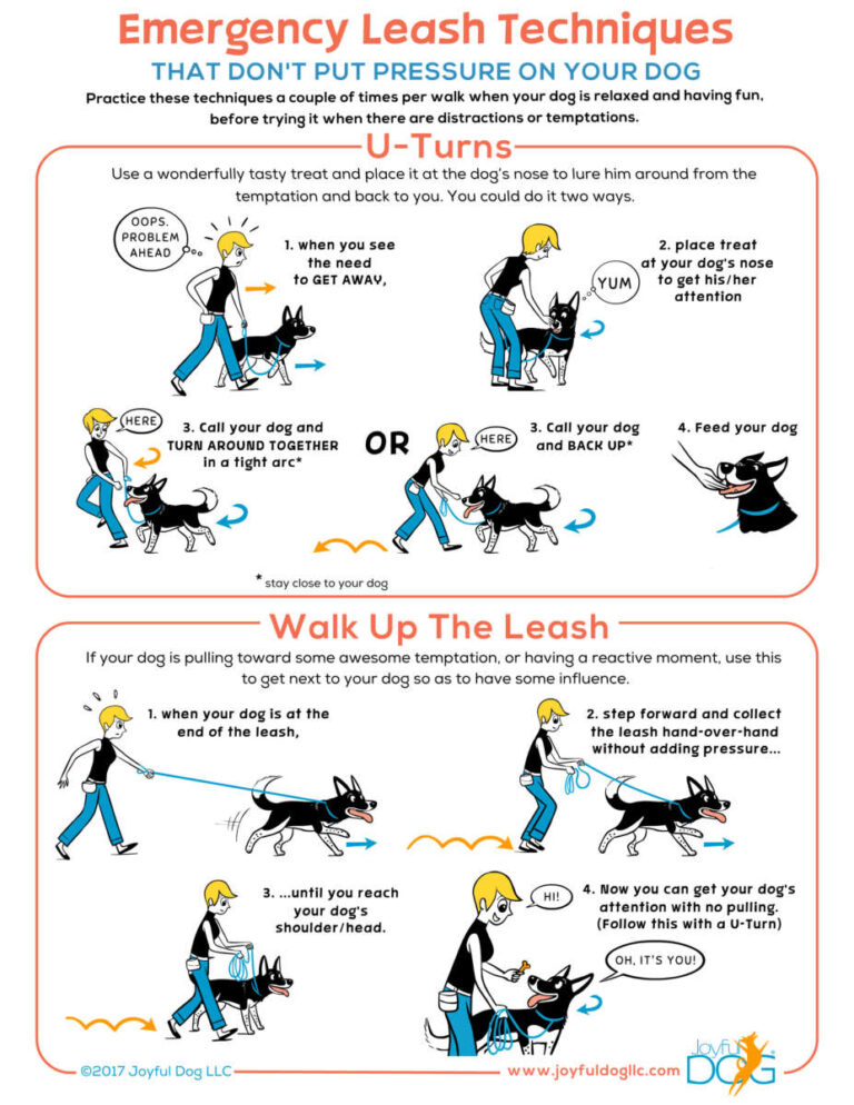 How To Introduce Puppy To Leash Walking