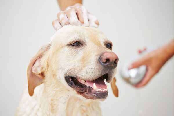 How To Choose Shampoo For Dogs