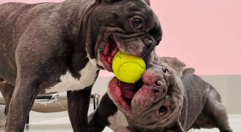 How To Mentally Stimulate A Dog At Home
