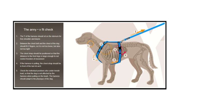 How To Fit Dog Harness Correctly