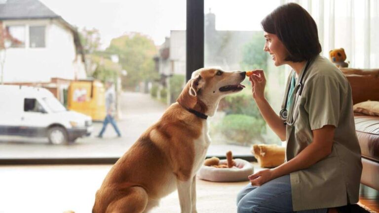 How To Discipline Dog Without Yelling