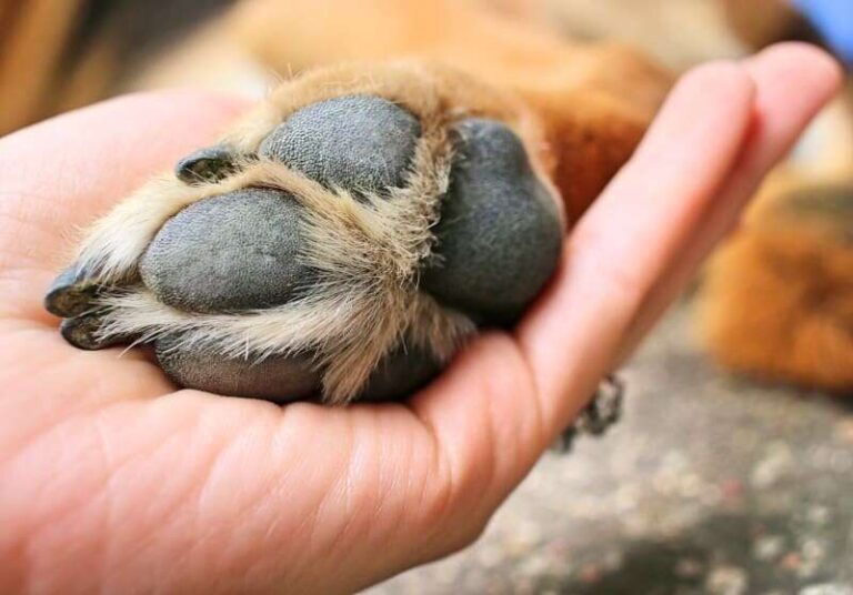 How To Check Dog Paws For Injury