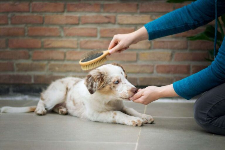 How To Reduce Dog Shedding At Home
