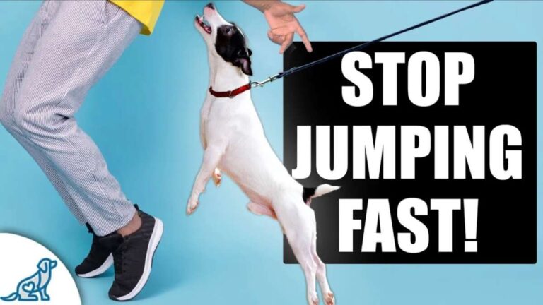 How To Stop Dog From Jumping On Guests
