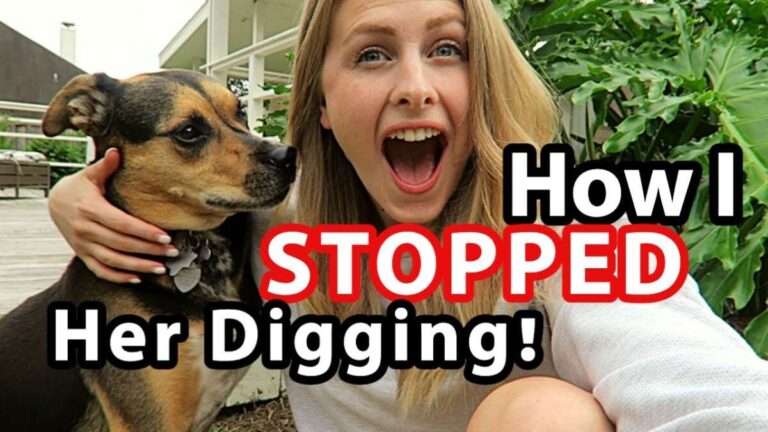 How To Stop Dog From Digging Yard
