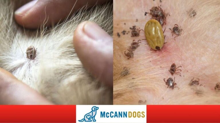 How To Check Dog For Ticks Safely
