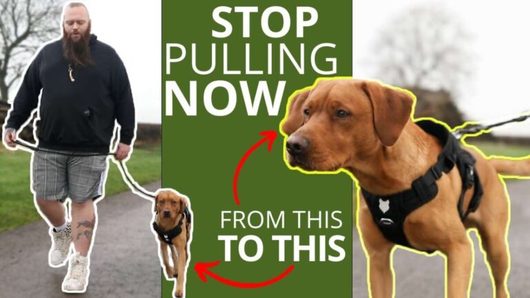 How To Stop Dog Pulling On Leash