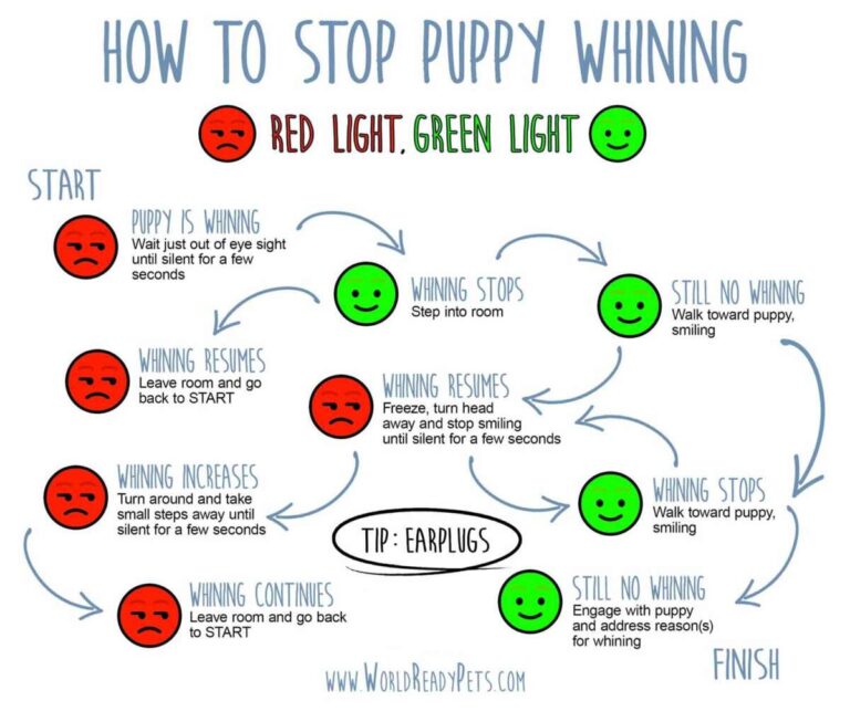 How To Stop Dog From Whining Constantly