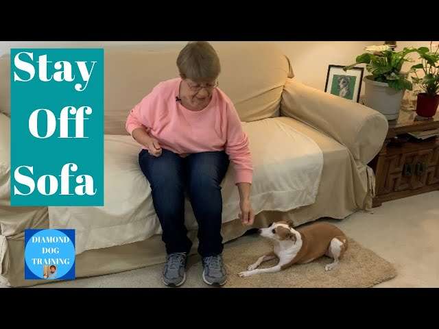 How To Train Dog To Stay Off Furniture