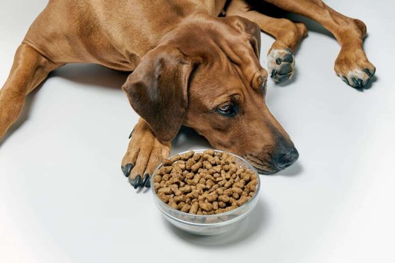 How To Handle Picky Eater Dogs