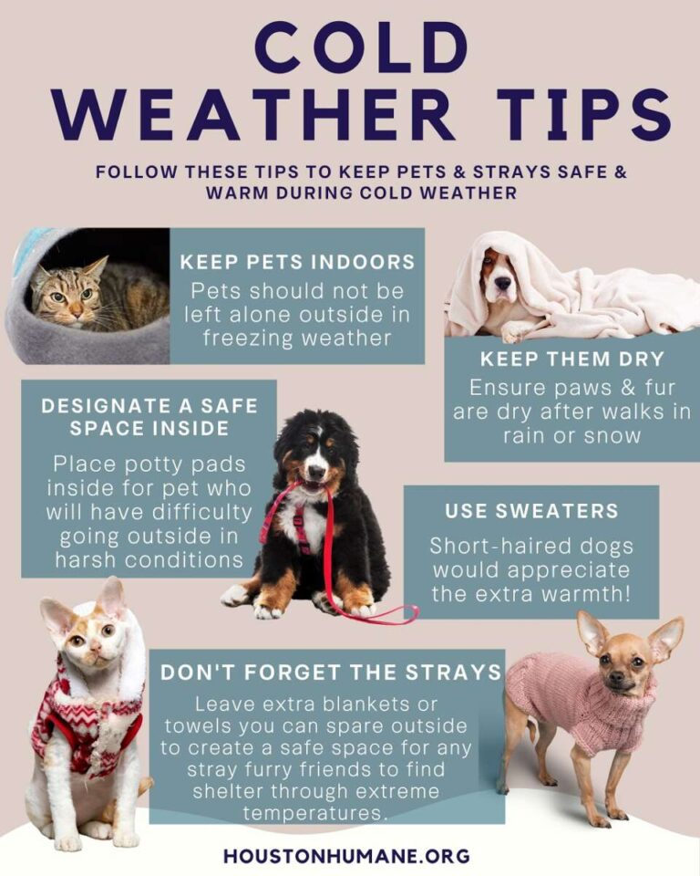 How To Keep Dog Safe Indoors