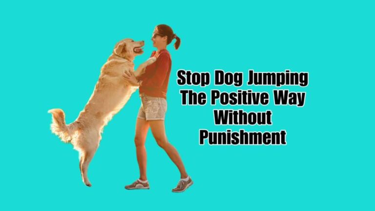 How To Train A Dog Without Punishment