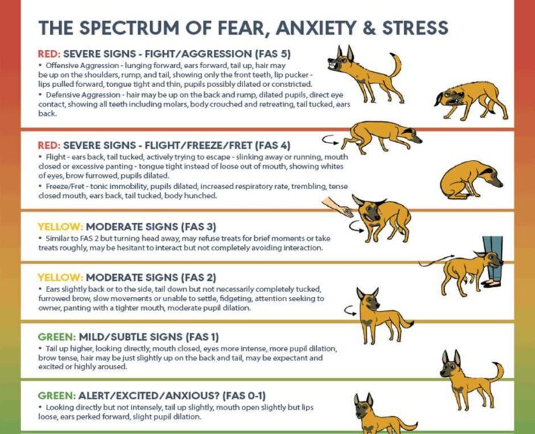 How To Tell If Dog Is Stressed