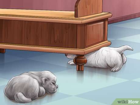 How To Give A Dog Enough Exercise